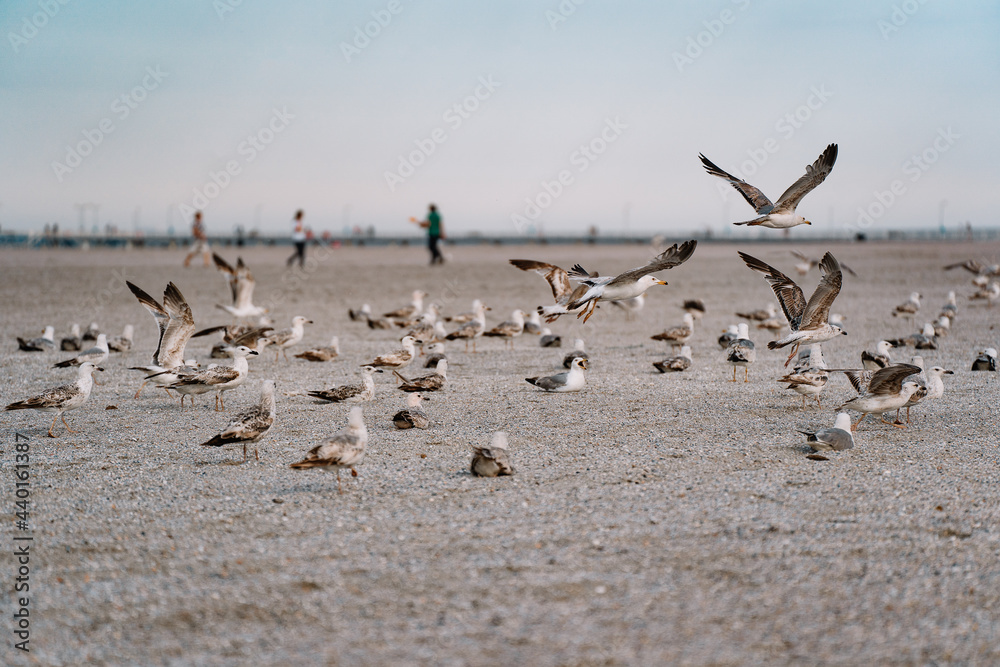 flock of seagulls on beach