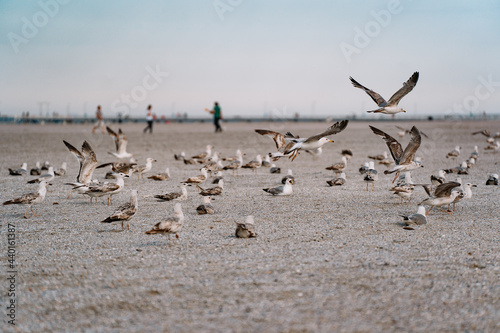 flock of seagulls on beach © adrianad