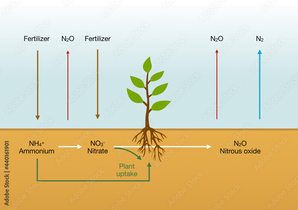Nitrous oxide N2O is a greenhouse gas 300 times more potent than carbon