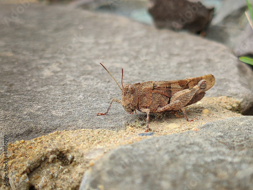 Macro shot of a grasshopper on a rough-surfaced rock photo