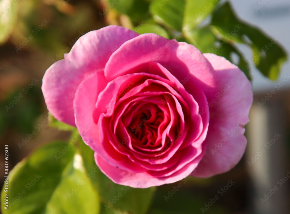 Rose garden Guldemondplantsoen in Boskoop with rose variety Ozeana in pink color Rose garden Guldemondplantsoen in Boskoop with rose variety Ozeana in pink color