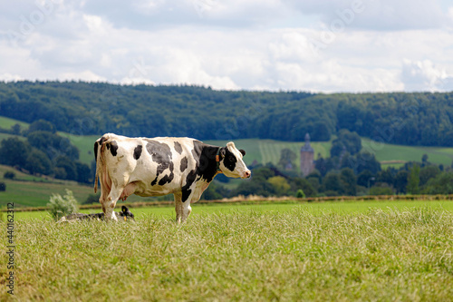 Dutch cow standing on the hillside and nibbling fresh grass on the green meadow  Open farm with dairy cattle on the field in countryside of Limburg is the most southern province of the Netherlands.
