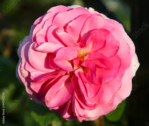 Rose garden Guldemondplantsoen in Boskoop with rose variety Ozeana in pink color
