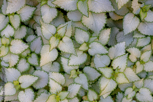 Selective focus white green leaves of spotted dead-nettle, Lamium maculatum is a species of flowering plant in the family Lamiaceae,
Nature pattern background. photo