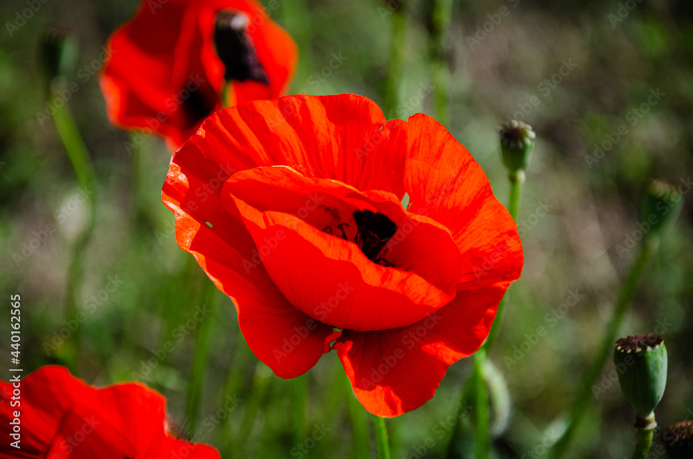 Blooming red, beautiful poppy in the meadow in the garden. Blooming red, beautiful poppy in the meadow in the garden.