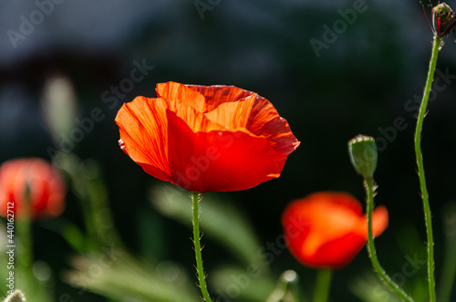 Blooming red, beautiful poppy in the meadow in the garden.