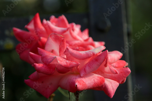 Rose garden Guldemondplantsoen in Boskoop with rose variety Pink Ocean photo