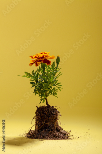 Single marigold plant ready to plant in container