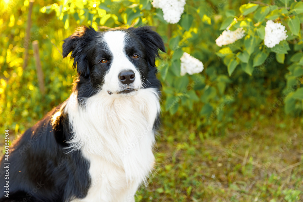 Outdoor portrait of cute smiling puppy border collie sitting on park background. Little dog with funny face in sunny summer day outdoors. Pet care and funny animals life concept. Outdoor portrait of cute smiling puppy border collie sitting on park background. Little dog with funny face in sunny summer day outdoors. Pet care and funny animals life concept.