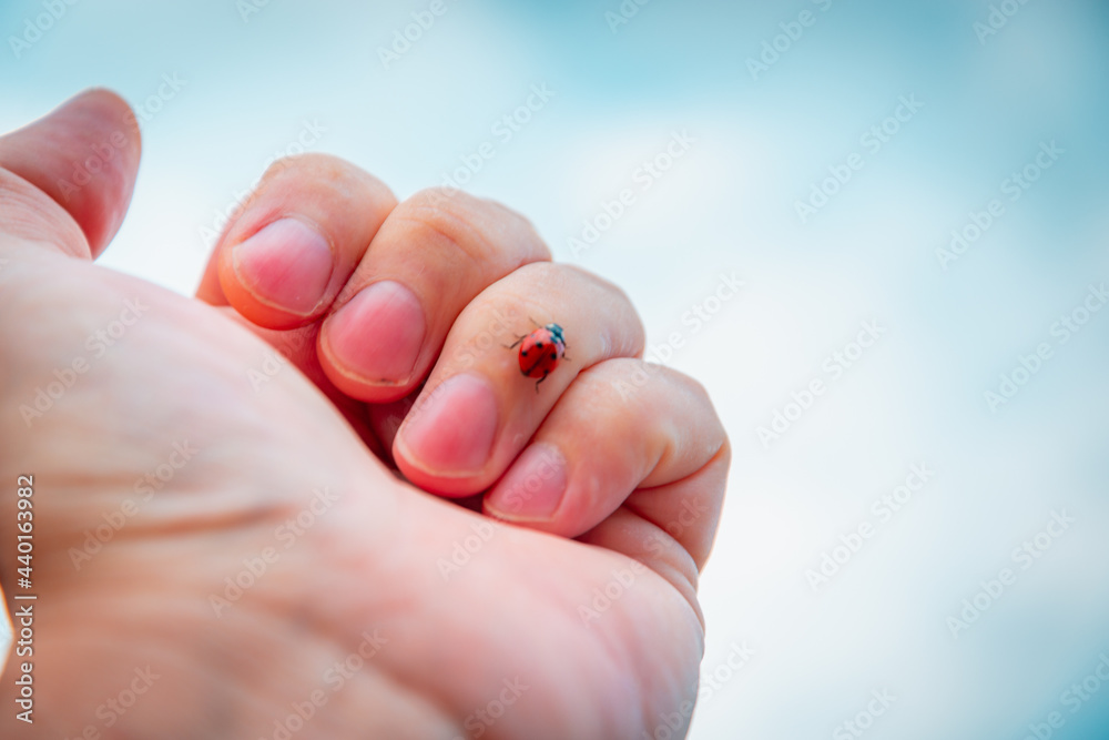 Ladybug on hand (Coccinellidae) in summer. Ladybug on hand (Coccinellidae) in summer.