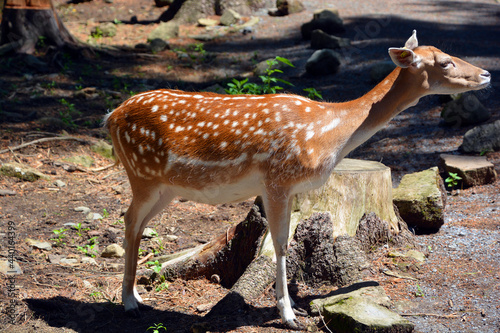 Fototapeta Naklejka Na Ścianę i Meble -  Fallow deer (Dama dama) is a ruminant mammal belonging to the family Cervidae. This common species is native to western Eurasia,