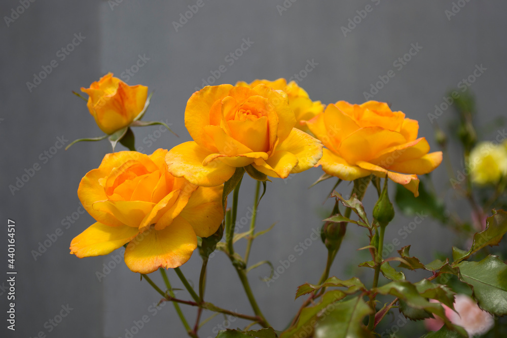 Obraz premium Beautiful yellow roses on a gray background.