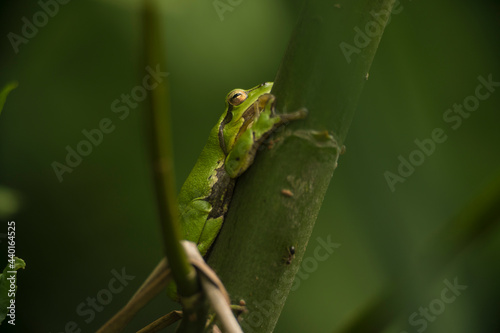 Male of European tree frog (hyla arborea) sitting on a willow trunk waiting for females during breeding season. Wildlife macro photography