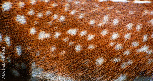 Fototapeta Naklejka Na Ścianę i Meble -  Skin of fallow deer (Dama dama) is a ruminant mammal belonging to the family Cervidae. This common species is native to western Eurasia,