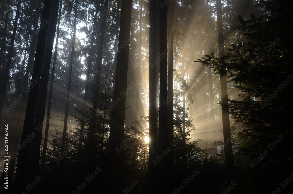 Sonnenstrahlen am Morgen durch die Bäume (Querformat)