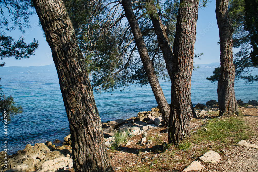 Tree by the sea