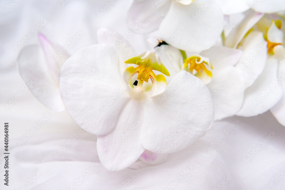 The branch of white orchids on white fabric background
The branch of white orchids on white fabric background