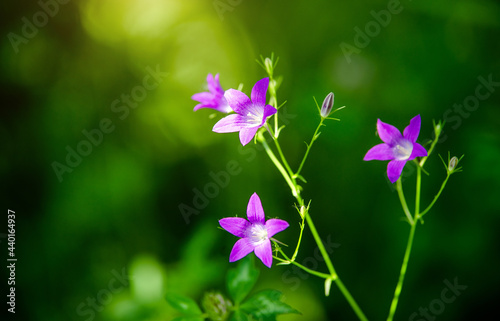 Blue bell blooms in the garden in summer
