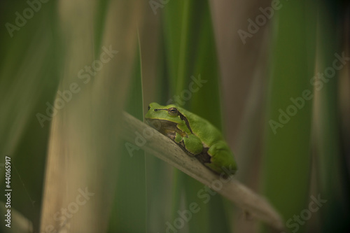 Male of European tree frog (Hyla arborea) sitting on dry cattail leaf waiting for females during breeding season. Wildlife macro take with green beige contrast