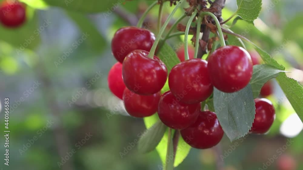 Cherry harvest close-up. Ripe, juicy, red berry on a cherry tree in an open air garden. Harvesting sweet cherries. Cherry harvest close-up. Ripe, juicy, red berry on a cherry tree in an open air garden. Harvesting sweet cherries.