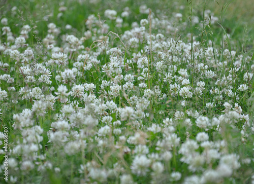 meadow of creeping white clover  trifolium repens  close-up blurred