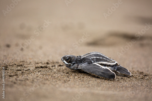 Tableau sur toile A baby leatherback turtle hatchling moves on sand