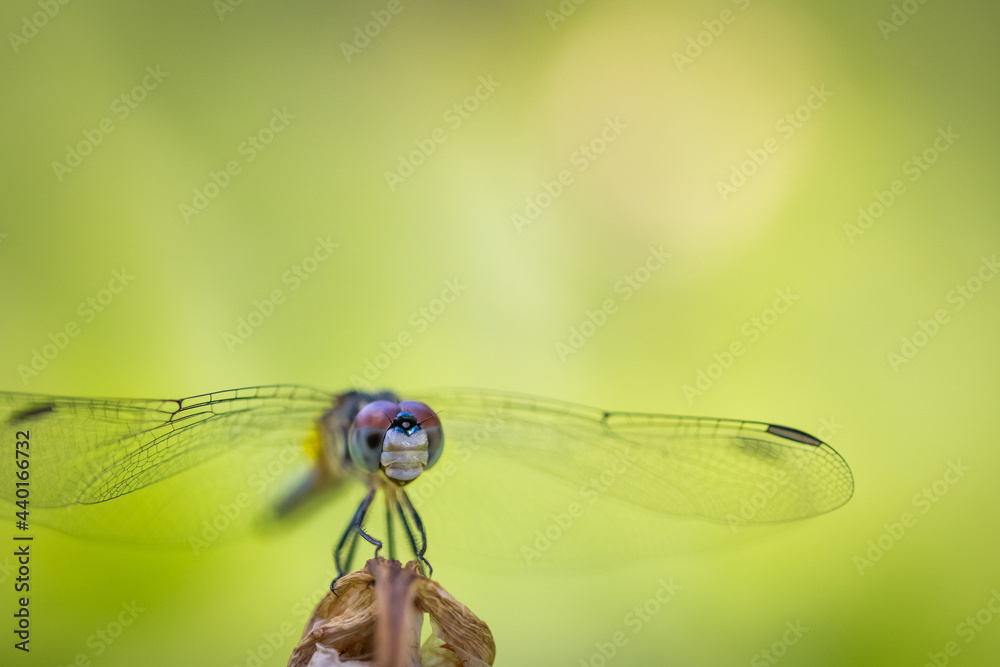 Macro of dragonfly Macro of dragonfly