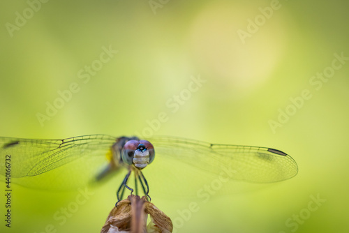 Macro of dragonfly © AGrandemange