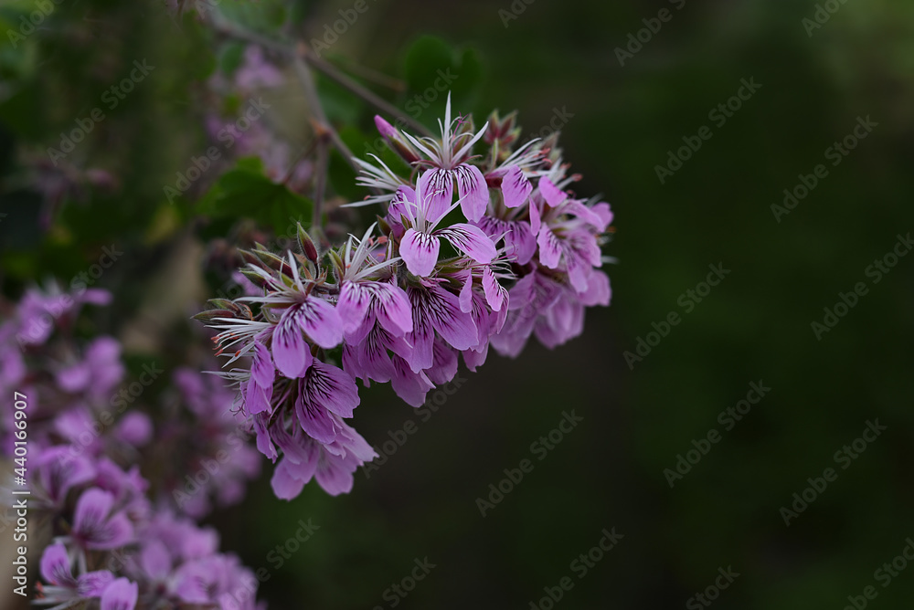 Closeup of pink flowers with purple spots of Prickly-stemmed pelargonium or Prickly-Stalked Geranium (Pelargonium echinatum W. Curtis), native to South Africa. Geraniums, pelargoniums or storksbills Closeup of pink flowers with purple spots of Prickly-stemmed pelargonium or Prickly-Stalked Geranium (Pelargonium echinatum W. Curtis), native to South Africa. Geraniums, pelargoniums or storksbills