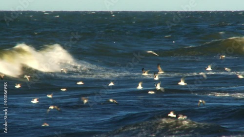 Big waves in the Baltic Sea during an hurricane, Sweden