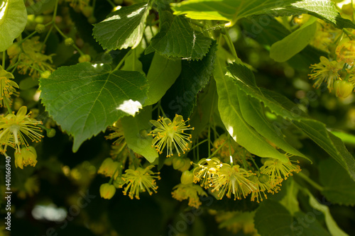Linden American Tilia flowering summer tree with golden flowers on branch with green leaves 