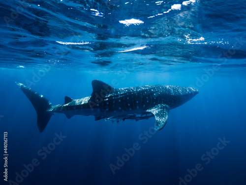 Whale shark side by side © BetoBormann