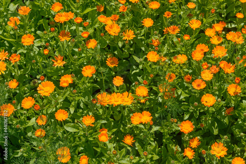 Many Calendula flowers on bright green leaves background. © vaz1