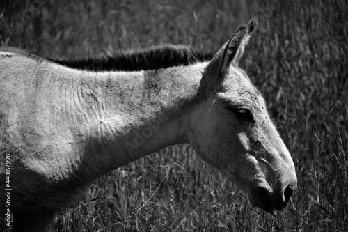 The onager (Equus hemionus), also known as hemione or Asiatic wild ass is a species of the family Equidae (horse family) native to Asia.  photo