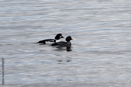 A pair of Barrow's Goldeneye ducks swim leisurely as they search for food.