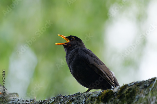 blackbird in profile with beak wide open singing against blurry green background