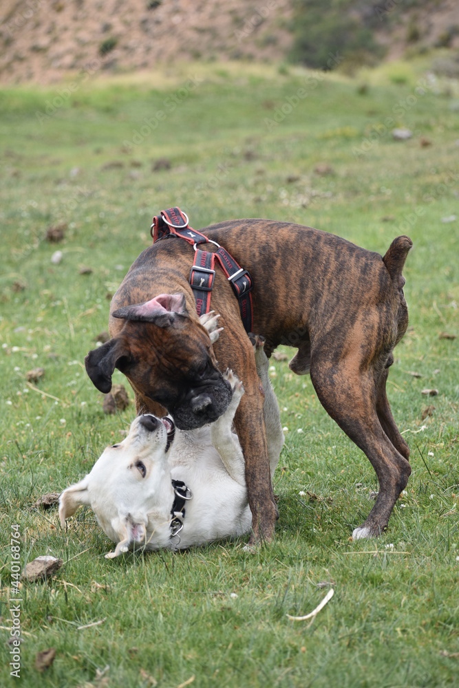 White Puppy and Brown Boxer Dogs Playing a Game Outside in the Grass