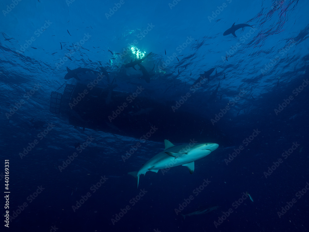 Fototapeta premium Surrounded by sharks