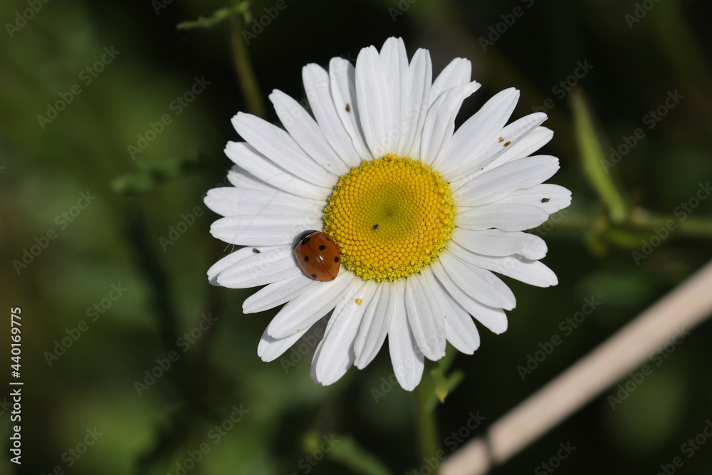 Daisy (wildflower) growing in marsh and acting as resting spot for insects, ladybug or hoverfly
Daisy (wildflower) growing in marsh and acting as resting spot for insects, ladybug or hoverfly