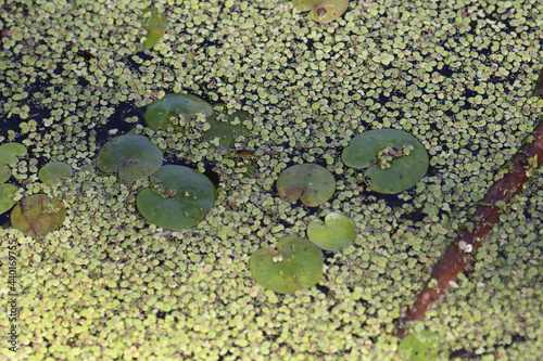Duckweed floating marsh plant which feeds a huge amount of duck and bird species 