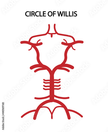 Circle of Willis Anatomy structures. 
Arterial Supply to the Brain photo