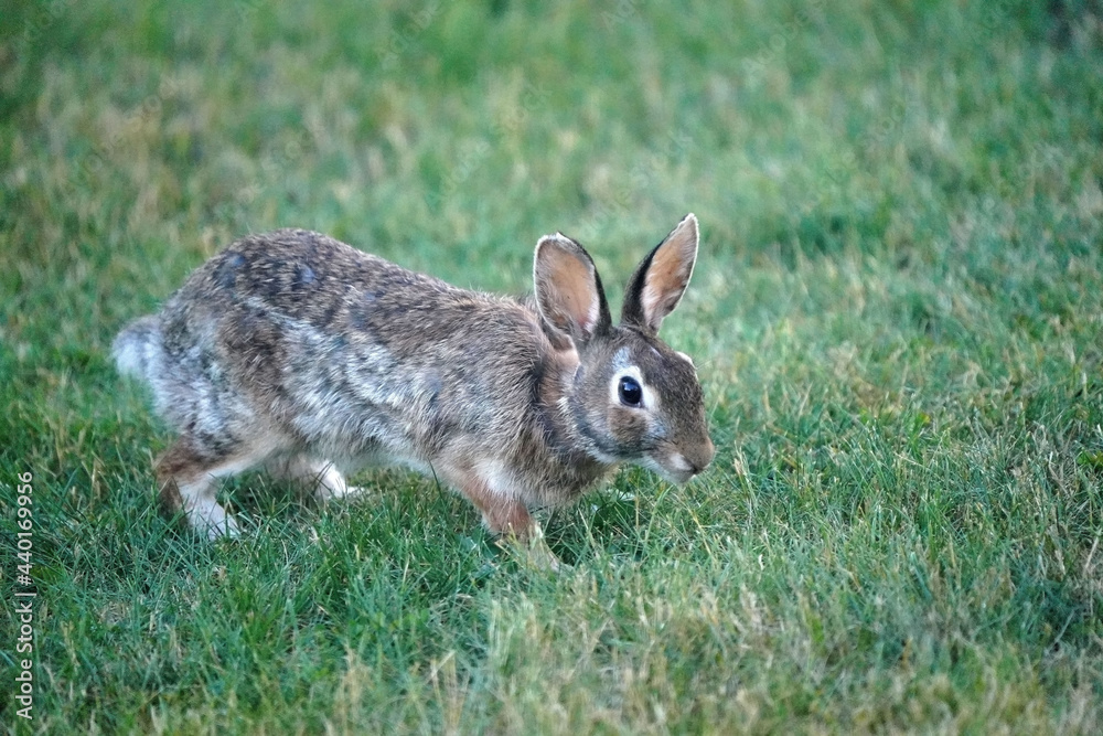 Wild bunny grazing and hopping on back yard under bird feeder picking up spills and eating grass
