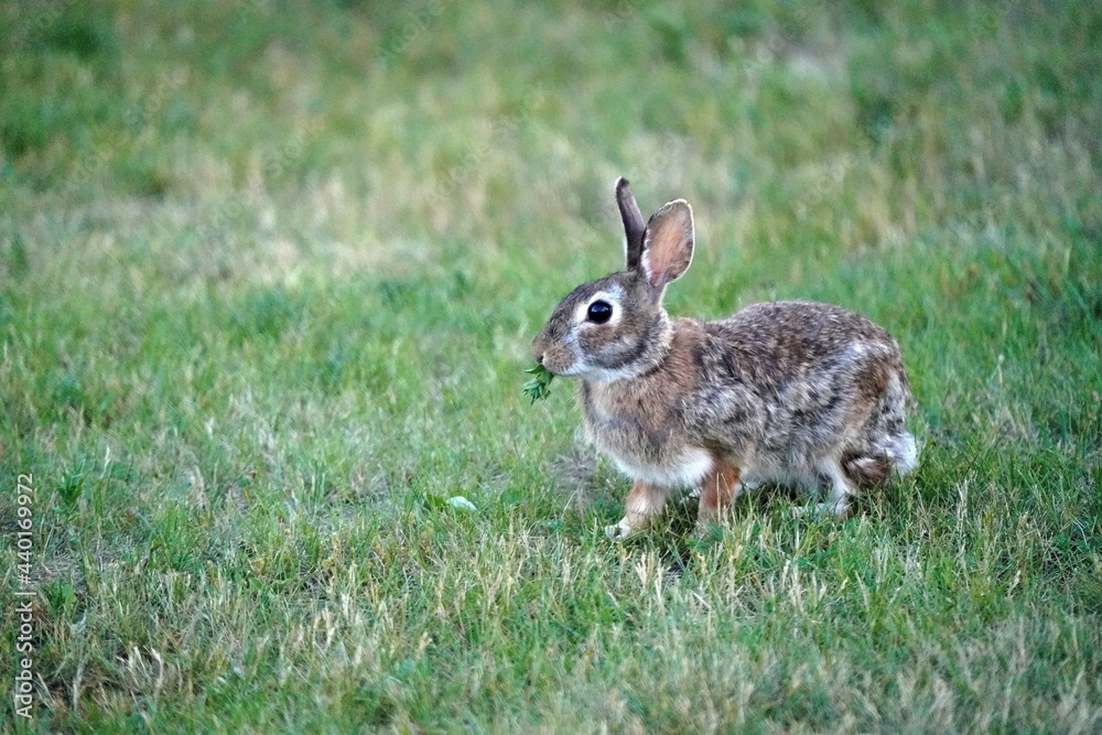 Wild bunny grazing and hopping on back yard under bird feeder picking up spills and eating grass
Wild bunny grazing and hopping on back yard under bird feeder picking up spills and eating grass