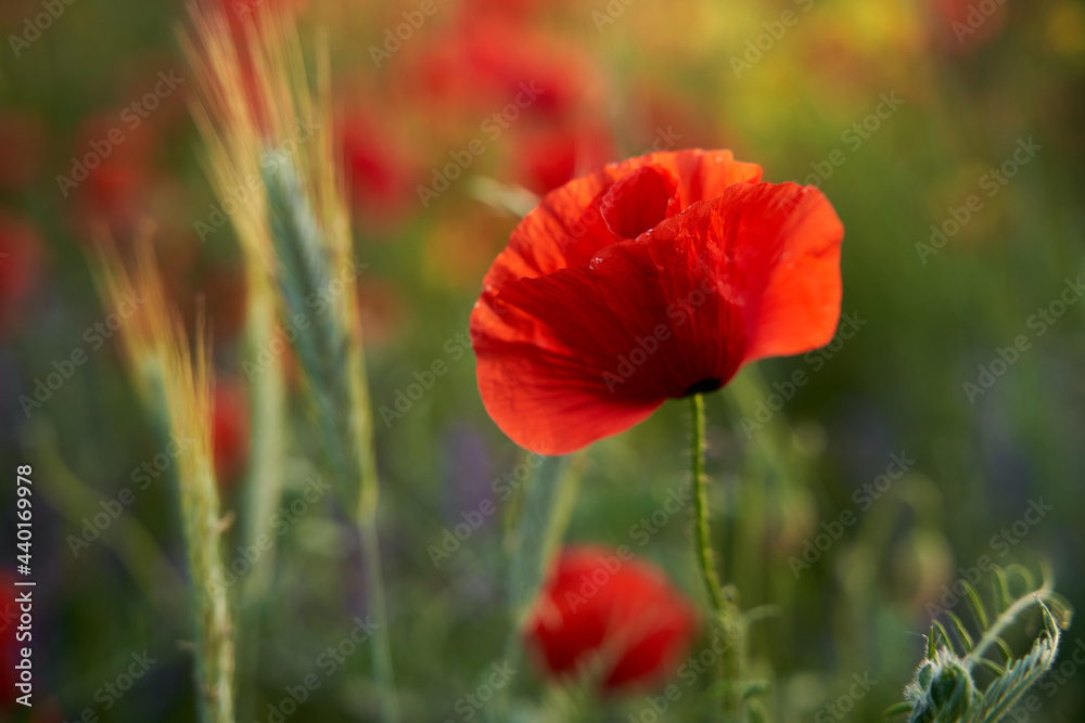 Poppy field, red flowers, blossoms, sunset Poppy field, red flowers, blossoms, sunset