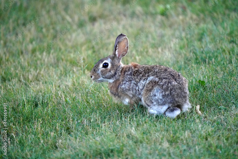 Wild bunny grazing and hopping on back yard under bird feeder picking up spills and eating grass
Wild bunny grazing and hopping on back yard under bird feeder picking up spills and eating grass