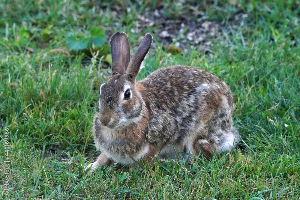 Wild bunny grazing and hopping on back yard under bird feeder picking up spills and eating grass
Wild bunny grazing and hopping on back yard under bird feeder picking up spills and eating grass