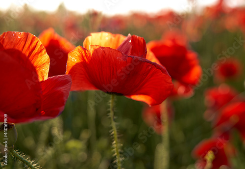 Poppy field, red flowers, blossoms, sunset