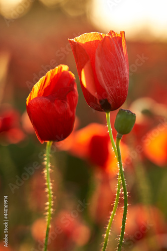 Poppy field, red flowers, blossoms, sunset