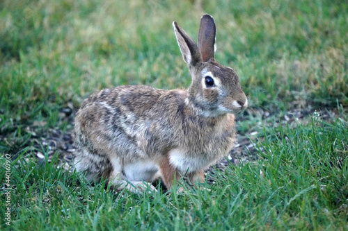 Wild bunny grazing and hopping on back yard under bird feeder picking up spills and eating grass 