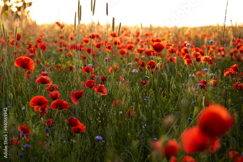 Poppy field, red flowers, blossoms, sunset